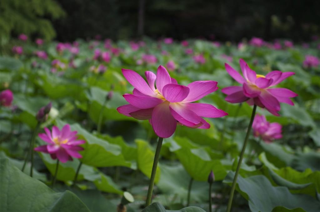 Botanical Garden
