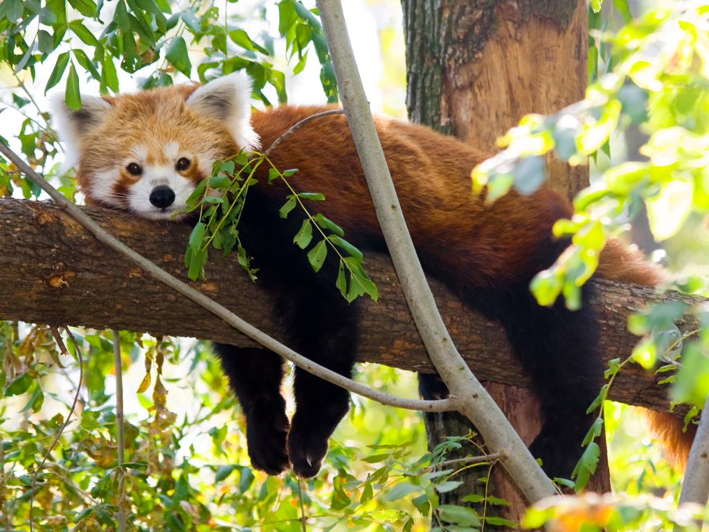  Zoo Szeged